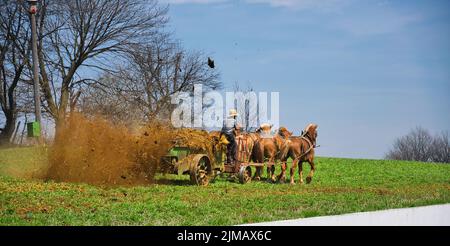 Amish Farmer fertilizzante la Fattoria Foto Stock