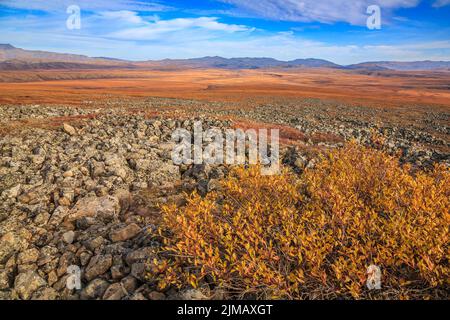 Tundra artica ad ovest della valle del fiume Mackenzie nei territori nordoccidentali del Canada Foto Stock