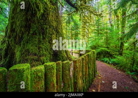 La massiccia tronco della antica Sitka Spruce albero a Harris Creek in British Columbia Foto Stock