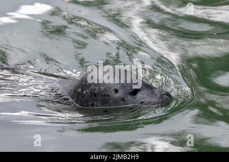 Testa di un leone marino nuoto Otariinae Otariidae Foto Stock