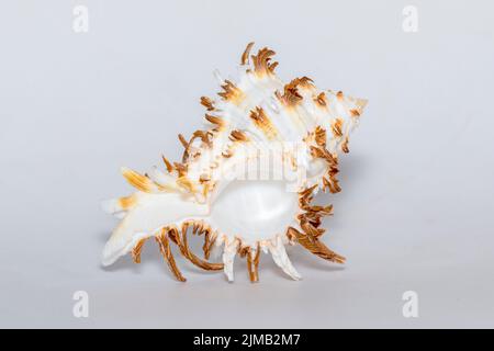 Immagine del cicoreus ramosus seashell nome comune il ramose curex o ramificato curex su sfondo bianco. Conchiglie marine. Animali sottomarini. Foto Stock