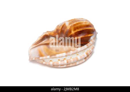 Immagine di harpaconoidalis conch seashell su sfondo bianco. Conchiglie marine. Animali sottomarini. Foto Stock