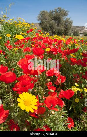 Campo pieno di papaveri rossi, margherite gialle e un albero di ulivo sullo sfondo in una bella giornata di primavera nell'isola di CYP Foto Stock