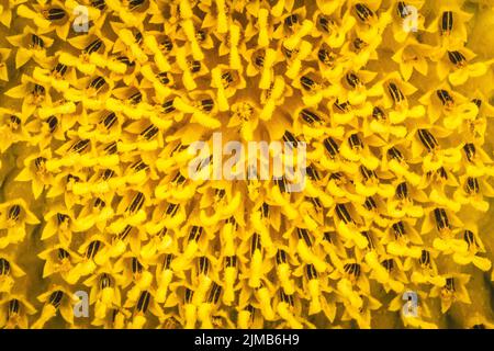 Un macrofone dettagliato di un girasole in un giardino Foto Stock
