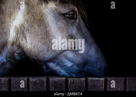 Un primo piano di una testa di cavallo sopra la recinzione Foto Stock