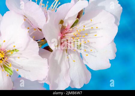 Mandorli rosa-bianco fiori. Mandorli nell'isola di Cipro blossom in febbraio. Foto Stock