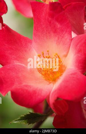 Fiore di camelia rosso in piena fioritura Foto Stock
