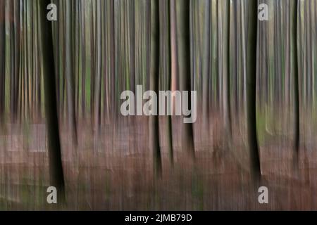 Alberi astratti in una foresta Foto Stock