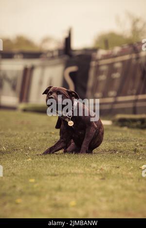 Un colpo verticale di Staffordshire Bull Terrier cane avendo un graffio mentre si siede sul prato verde. Foto Stock