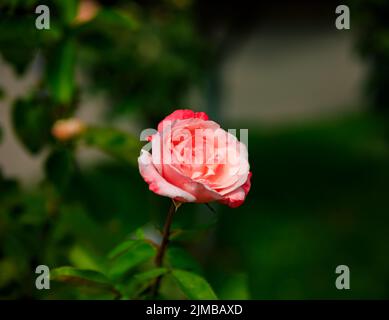 Grande rosa su sfondo verde scuro. Natura esterna macro foto autunnale Foto Stock