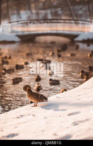 Un selettivo di un'anatra femminile di mallardo su una riva nevosa del fiume con anatre di guado Foto Stock