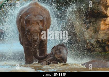 Il carino vitello elefante che gioca in acqua con la sua madre vicino a una cascata. Foto Stock