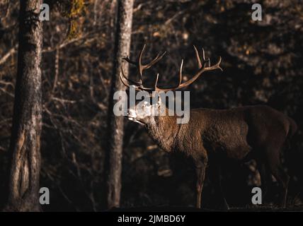 Ritratto di maestose potente adulto Red Deer cervo in autunno autunno foresta Foto Stock