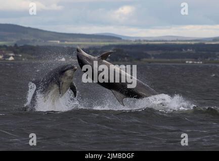 Gli adorabili delfini tursiopi comuni che saltano dentro e fuori dall'acqua Foto Stock