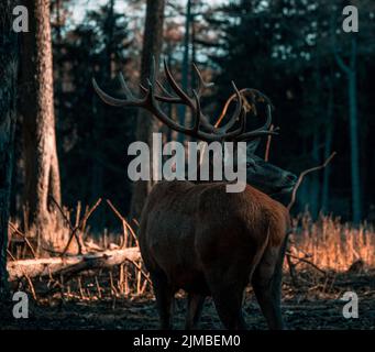 Ritratto di maestose potente adulto Red Deer cervo in autunno autunno foresta Foto Stock