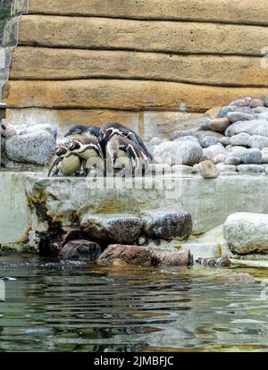 Un gruppo di adorabili pinguini Humboldt che guardano giù verso l'acqua nello zoo di Copenhagen, Danimarca Foto Stock