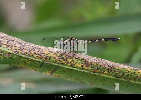 Clubtail comune Foto Stock