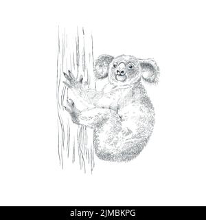 Realistico mano disegnata orso koala su albero Illustrazione Vettoriale