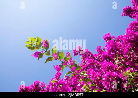 Calvi Corsica mar mediterraneo, grandi fiori di bougainvillea Foto Stock