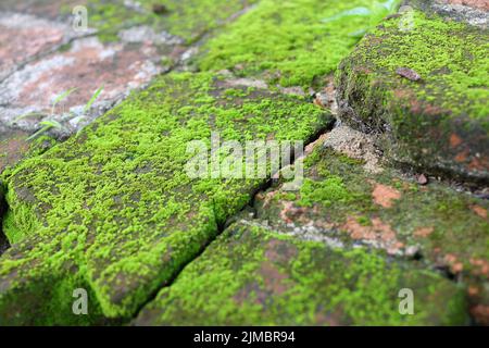 Fuoco poco profondo di muschio verde su mattoni antichi, muschio primo piano, macro. Bellissimo sfondo di muschio in natura. Foto Stock