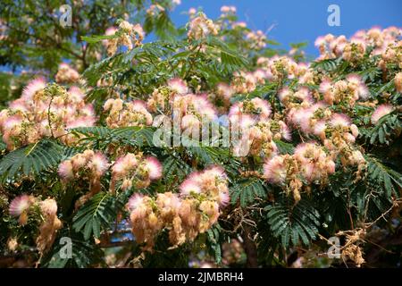 Calvi Corsica mediterraneo mare, Mimosa fiori Foto Stock