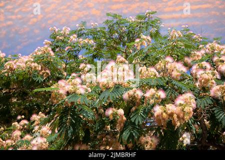 Calvi Corsica mediterraneo mare, Mimosa fiori Foto Stock