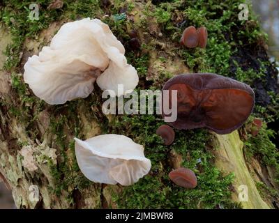 Giudeo l orecchio, legno orecchio, jelly orecchio, ebreo bianco'orecchio Foto Stock