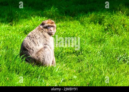 Scimmia macaque di Barbary (macaque di Barbary) a Trentham Monkey Forest, Stoke-on-Trent, Staffordshire, Regno Unito Foto Stock