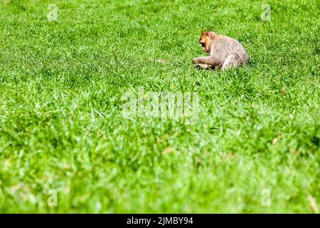 Scimmia macaque di Barbary (macaque di Barbary) a Trentham Monkey Forest, Stoke-on-Trent, Staffordshire, Regno Unito Foto Stock