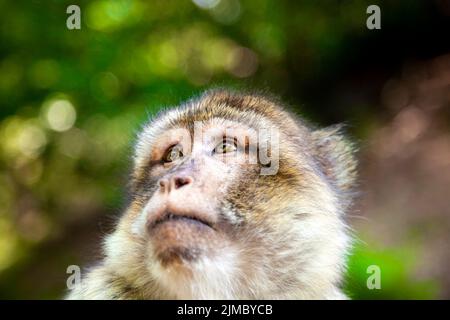 Primo piano di una scimmia macaque di barbary (macaco di Barbary) a Trentham Monkey Forest, Stoke-on-Trent, Staffordshire, Regno Unito Foto Stock