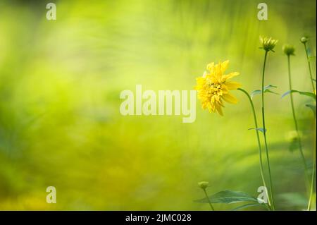 Fiori dorati (Rudbeckia laciniata) su sfondo sfocato. Profondità di campo poco profonda. Foto Stock