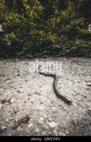 Anguis fragilis nella riserva naturale in austria sul terreno Foto Stock