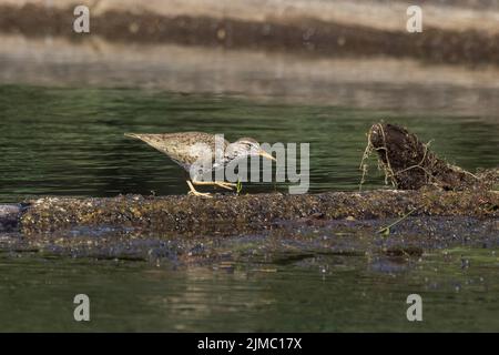 Un Sandpiper macinato in Alaska Foto Stock