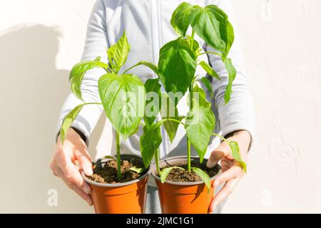 Un giardiniere che tiene le pentole delle piante del capsicum contro uno sfondo chiaro. Foto Stock