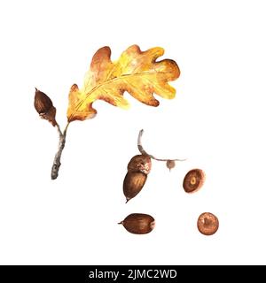 Foglia di rovere acquerello con ghiande. Elementi isolati della serie autunnale di acquerelli illustrazioni. Può essere usato per disegnare le cartoline, invita di festa Foto Stock