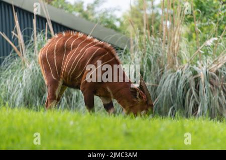 Ritratto di un bongo orientale (tragelaphus eurycerus isaaci) in uno zoo Foto Stock