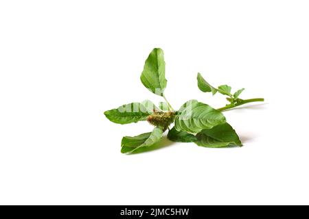 Ciuffi di quinoa verde con semi su sfondo bianco. Foglie di una pianta giardino primo piano. Foto Stock