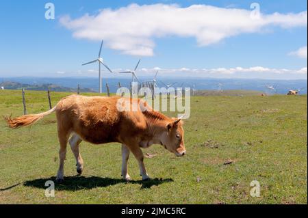 Mucca mangiare erba del prato. Sullo sfondo le turbine eoliche per la produzione di energia elettrica. Foto Stock