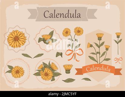 Immagine disegnata a mano di fiori di calendula con steli e foglie. Illustrazione botanica. Erbe curative per il design Illustrazione Vettoriale