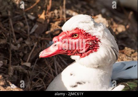 Ritratto di anatra muta (Cairina moschata) Foto Stock