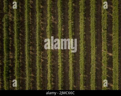 Vista aerea del paesaggio campi di ulivo agricoli a Maiorca, Spagna, Europa Foto Stock