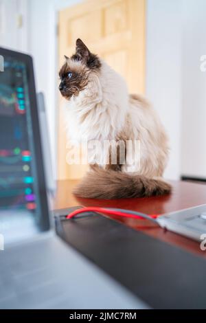 Gatto balinese seduto sulla scrivania con un computer portatile sul lato Foto Stock