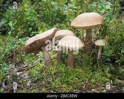 Bolete a stelo ruvido, fusto sciabola, bolete di betulla Foto Stock