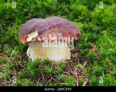 Pineta Re Bolete, Boletus pinophilus Foto Stock