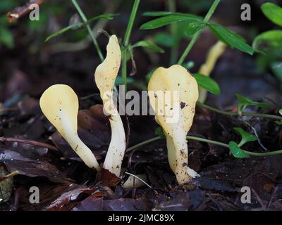 Yellow earth tongue, yellow fan, Spathularia flavida Stock Photo