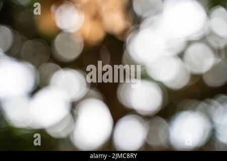 Foglie astratte, immagini sfocate sono bokeh dalla luce del sole. Foto Stock