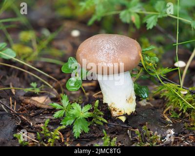 Cappuccio sottile, glutini gomfidi Foto Stock