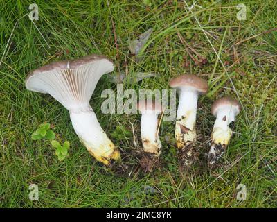 Slimy spike-cap, gomphidius glutinos Stock Photo