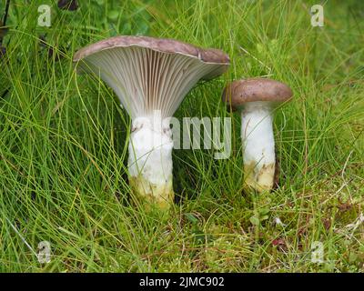 Cappuccio sottile, glutini gomfidi Foto Stock