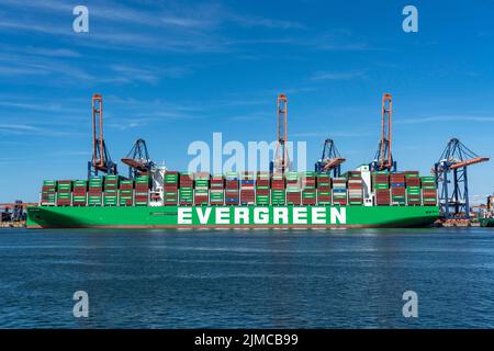 Europoort, porto di Rotterdam, Evergreen Reederei Container Ship Ever Ace, attualmente il terzo più grande container freighter al mondo, con un massimo di 24 unità, Foto Stock